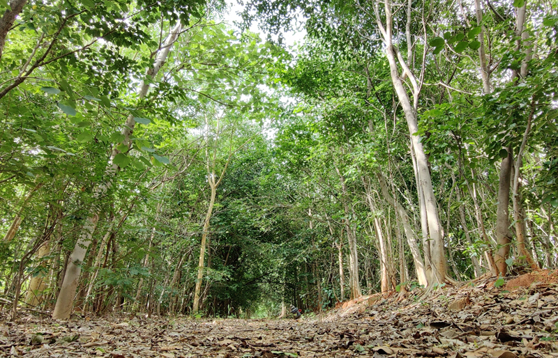 Toyota Kirloskar Motor Accelerates ‘Green Wave Initiative’ through ‘Miyawaki Concept’ driven Afforestation and Sapling Distribution, Commemorating the Environment Month