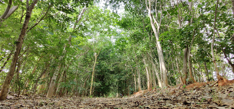 Toyota Kirloskar Motor Reiterates its Commitment to Sustainability, Marking the World Environment Health Day 2025